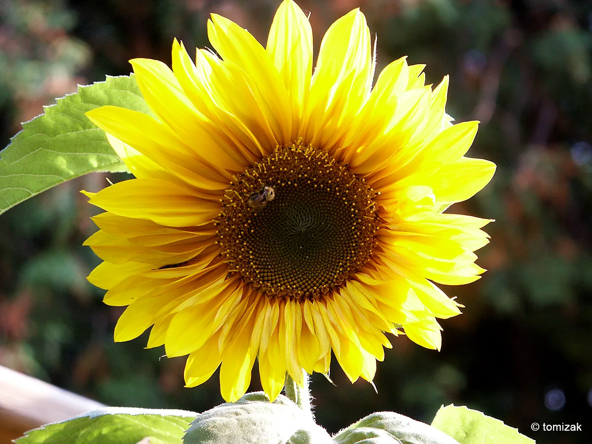 Sonnenblume mit Biene, September 2003 – Foto: Tomizak
