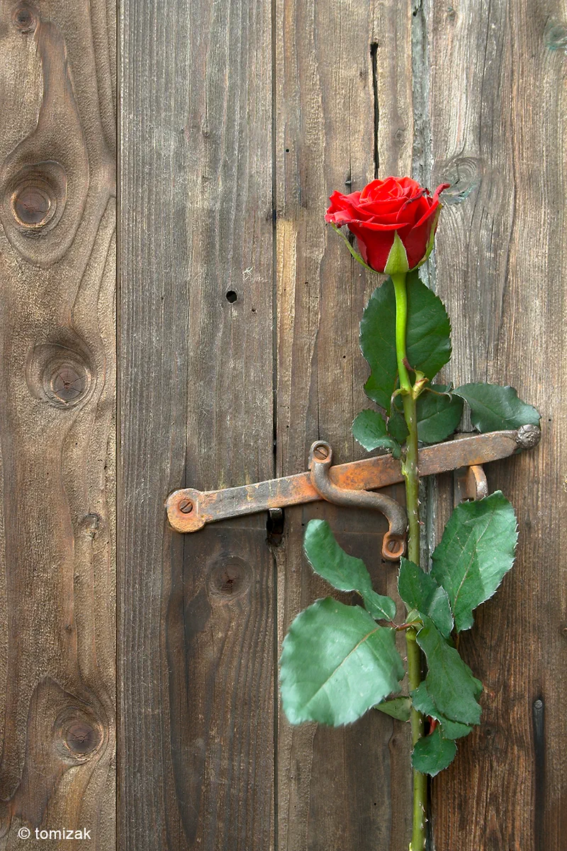 Rose an der Schuppentür – Foto: Tomizak